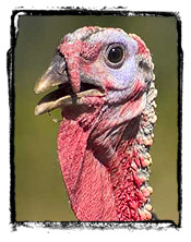 Gobble, gobble…