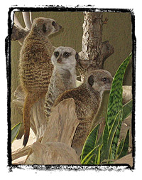 Meerkats at the Metro Toronto Zoo