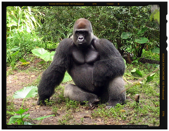 A Really Bored Gorilla at Disney’s Animal Kingdom