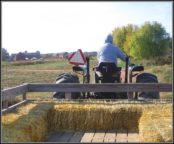 Hay ride to the pumpkin field.