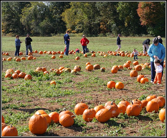 The Pumpkin Patch.