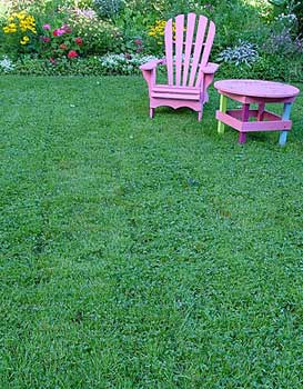 Clover Lawn